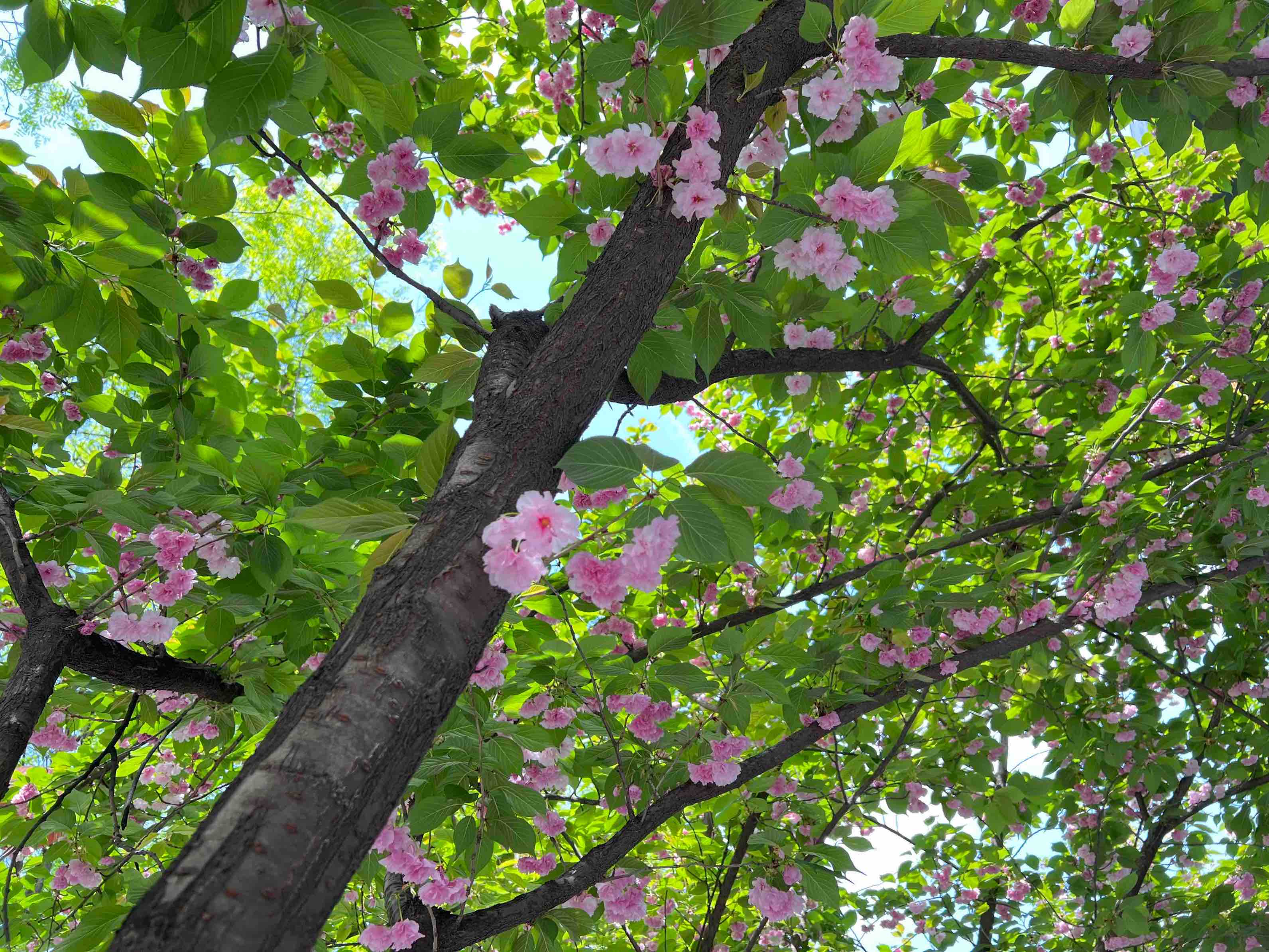 櫻花綻放 感受驚艷春日的每一個瞬間