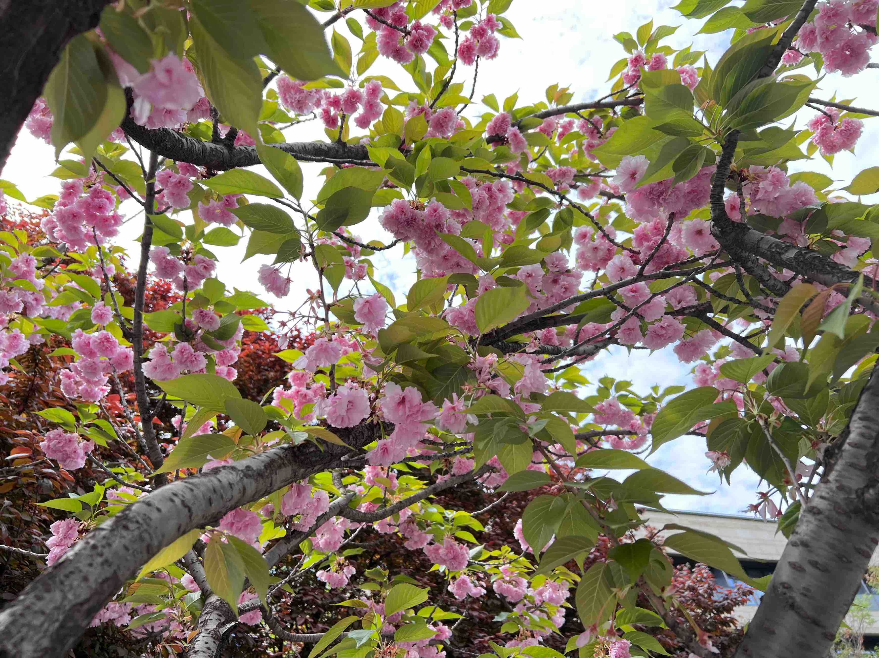 櫻花綻放 感受驚艷春日的每一個瞬間