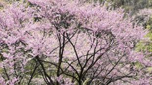 紫荆花妍太平森林公园