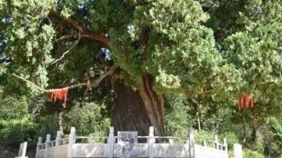 超过5000年的5棵古树都在陕西