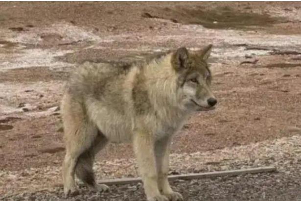 可可西里野狼“被投喂变胖成网红”，专家：不应干预动物生存法则