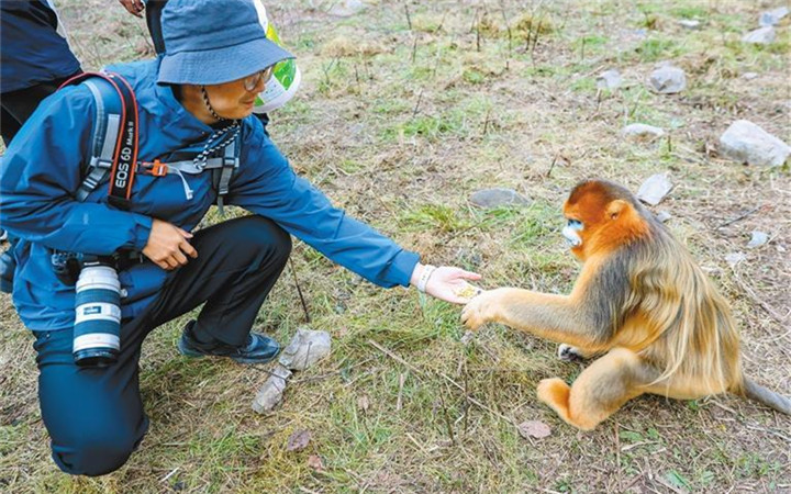  野外近距离监测金丝猴是啥体验 探秘“美猴王”