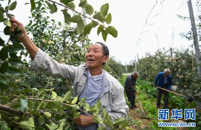 9月1日，南沟村村民赵永东在果园里查看果树长势。新华社记者 邹竞一 摄