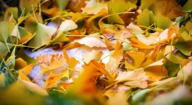 方便市民观赏秋景！西安177处“落叶缓扫”点位公布