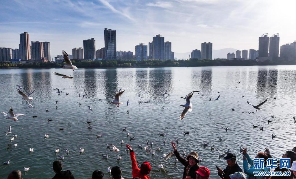 11月17日， 在汉中市汉江畔，一群红嘴鸥飞翔，引市民围观。