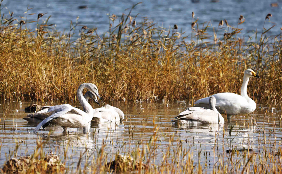 组图 | 黄河湿地 候鸟乐享冬日