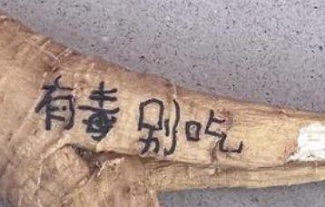 女生挖“人参”咬一口后睡了17个小时 中药师：中毒了