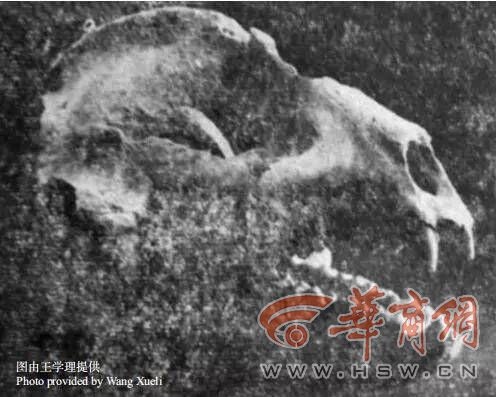 南陵薄太后从葬坑发现的大熊猫头骨.jpg