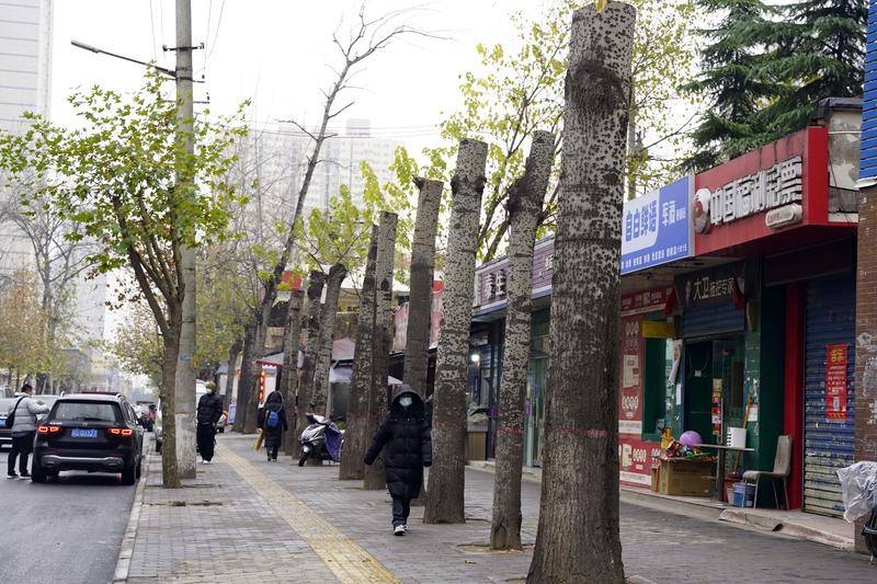 华商记者帮|东元西路百棵白杨树被“抹头” 市民认为修剪过度