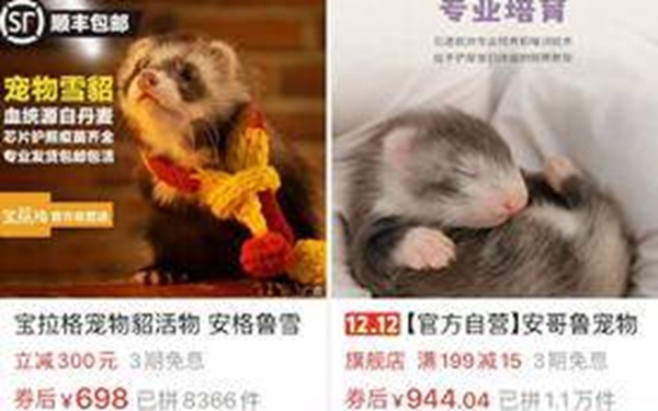 “异宠”快递寄来的风险：宠物死亡、逃避检疫、涉嫌违法