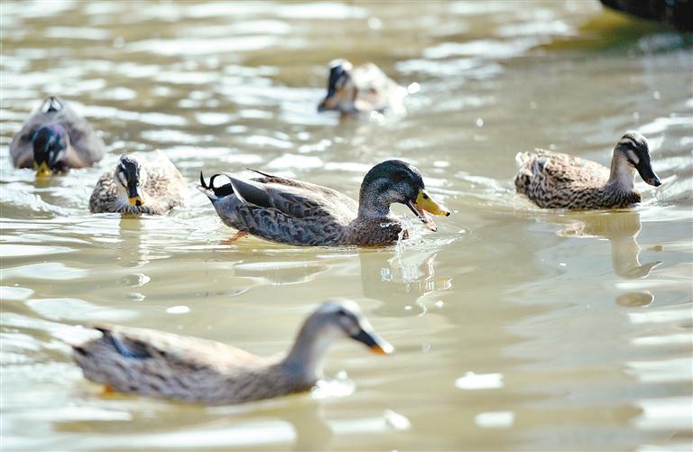 迁徙候鸟恋上西安变“留鸟” 西安浐灞国家湿地公园呈现众鸟翔集生态美