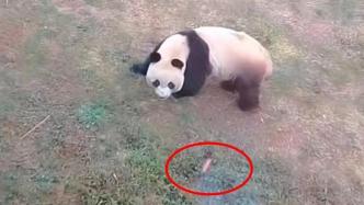 女子直播投喂大熊猫叫嚣不怕举报？汉中华阳景区：终身禁入