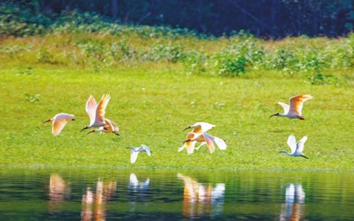 从“人养鸟”到“鸟养人” 陕西在朱鹮保护中实现绿色发展