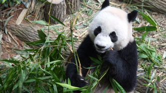 在新加坡出生的大熊猫叻叻定于今天启程返回中国