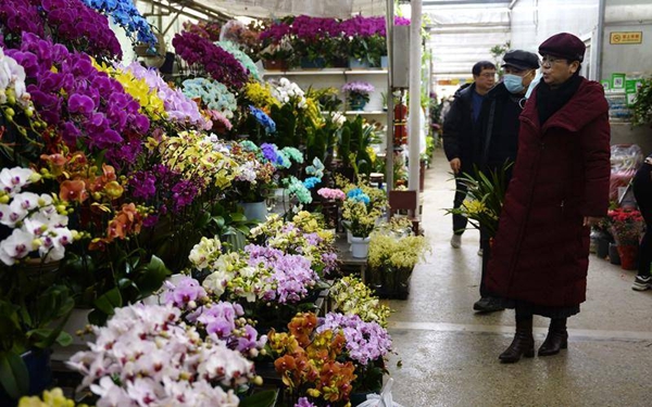 【新春走基层】西安花卉市场买花忙 蝴蝶兰受欢迎