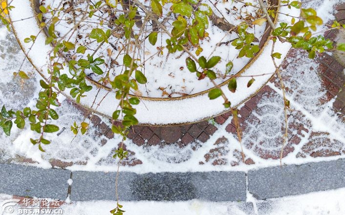 手机随记下的小雪天