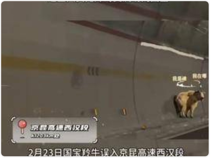 国宝羚牛西汉高速“遛弯” 巡查人员“喊”回家