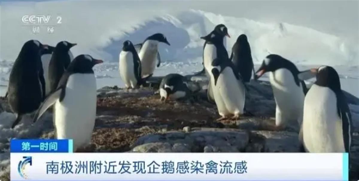 南极开始出现禽流感病毒 目前已有至少200只企鹅死亡
