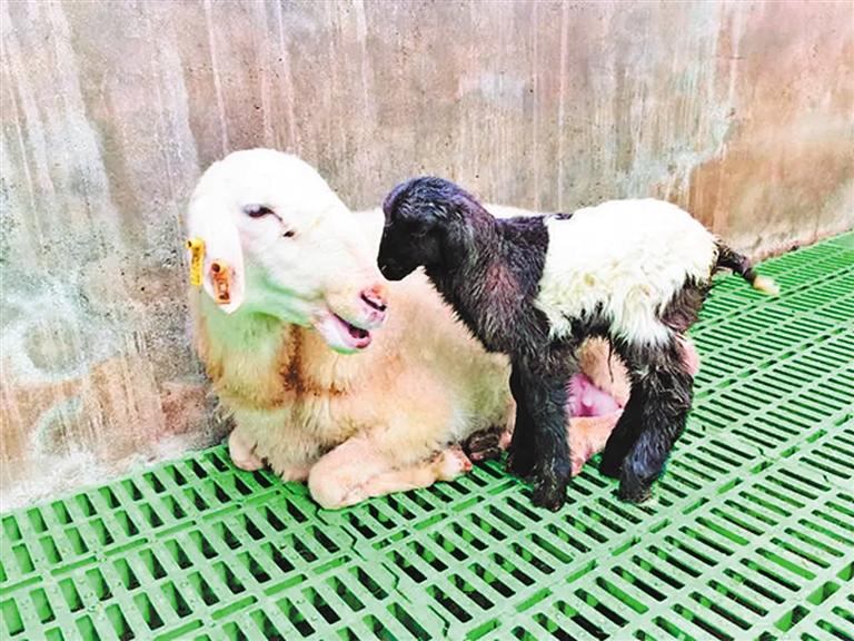 西北农林科技大学科研团队培育出世界首例克隆藏羊