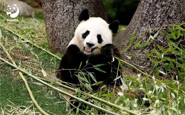 5只旅居西班牙的大熊猫于今日启程回国