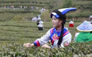 2024汉中春茶预计3月中下旬开采