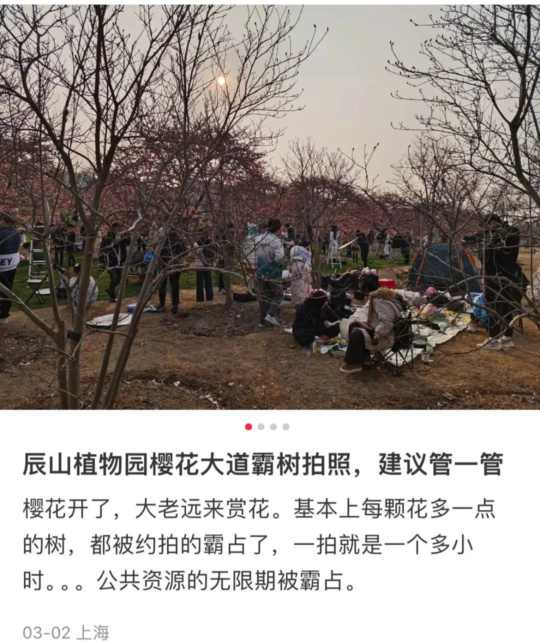 樱花树下霸树引争议多方发声