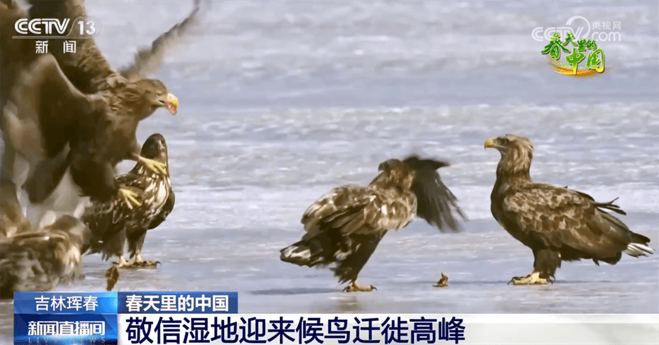 花开正艳候鸟翩跹春日中国展开活力满满大美画卷