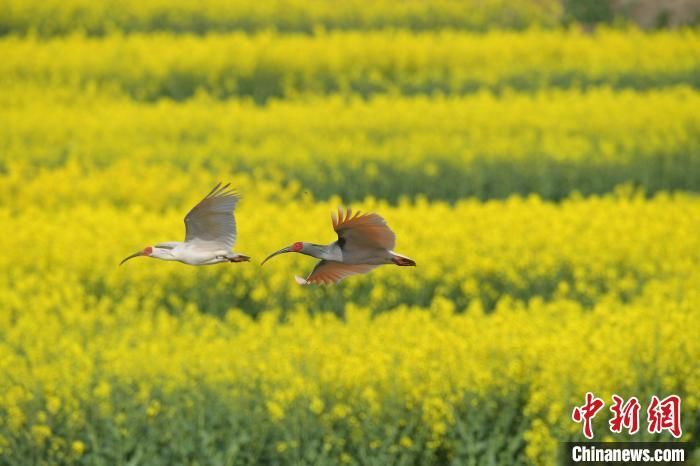 　朱鹮低飞在陕西汉中洋县的油菜花海上。(资料图)洋县县委宣传部供图