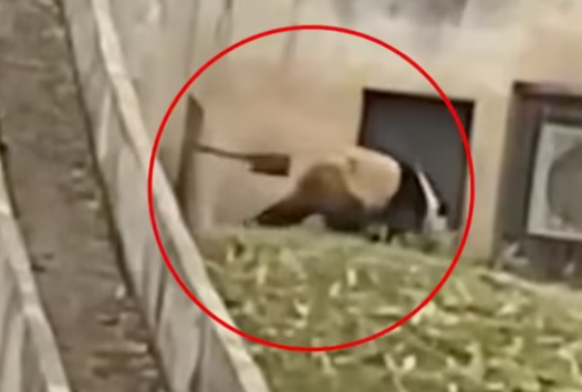 秦岭大熊猫研究中心：饲养员用铁锨驱打大熊猫 被辞退