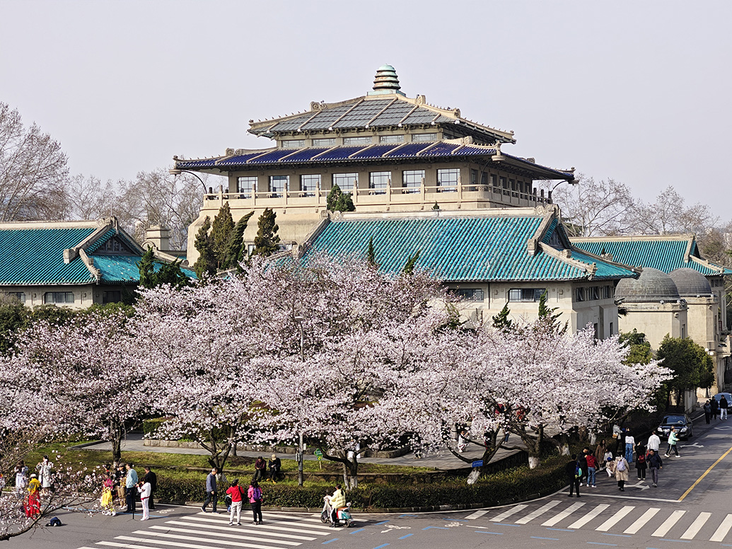 直击武大樱花开放实行网络预约不收任何费用