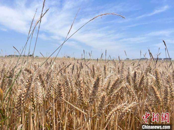 2023年6月，西安长安区胡家寨村的小麦籽粒饱满。　李一璠 摄