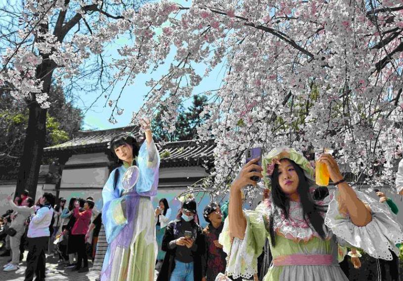 天气晴好！青龙寺引来游客赏樱花