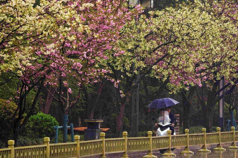 西安高新二路樱花盛开 市民驻足观赏