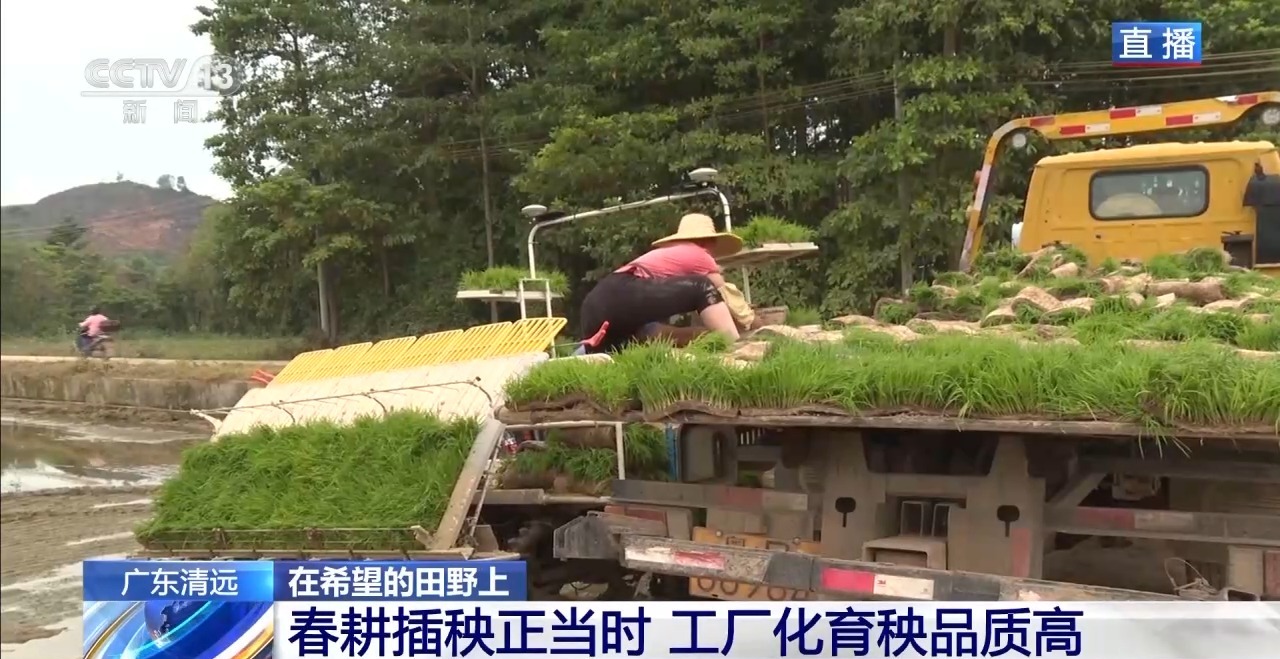 提质增效工厂化育秧机械化种植跑出春耕加速度
