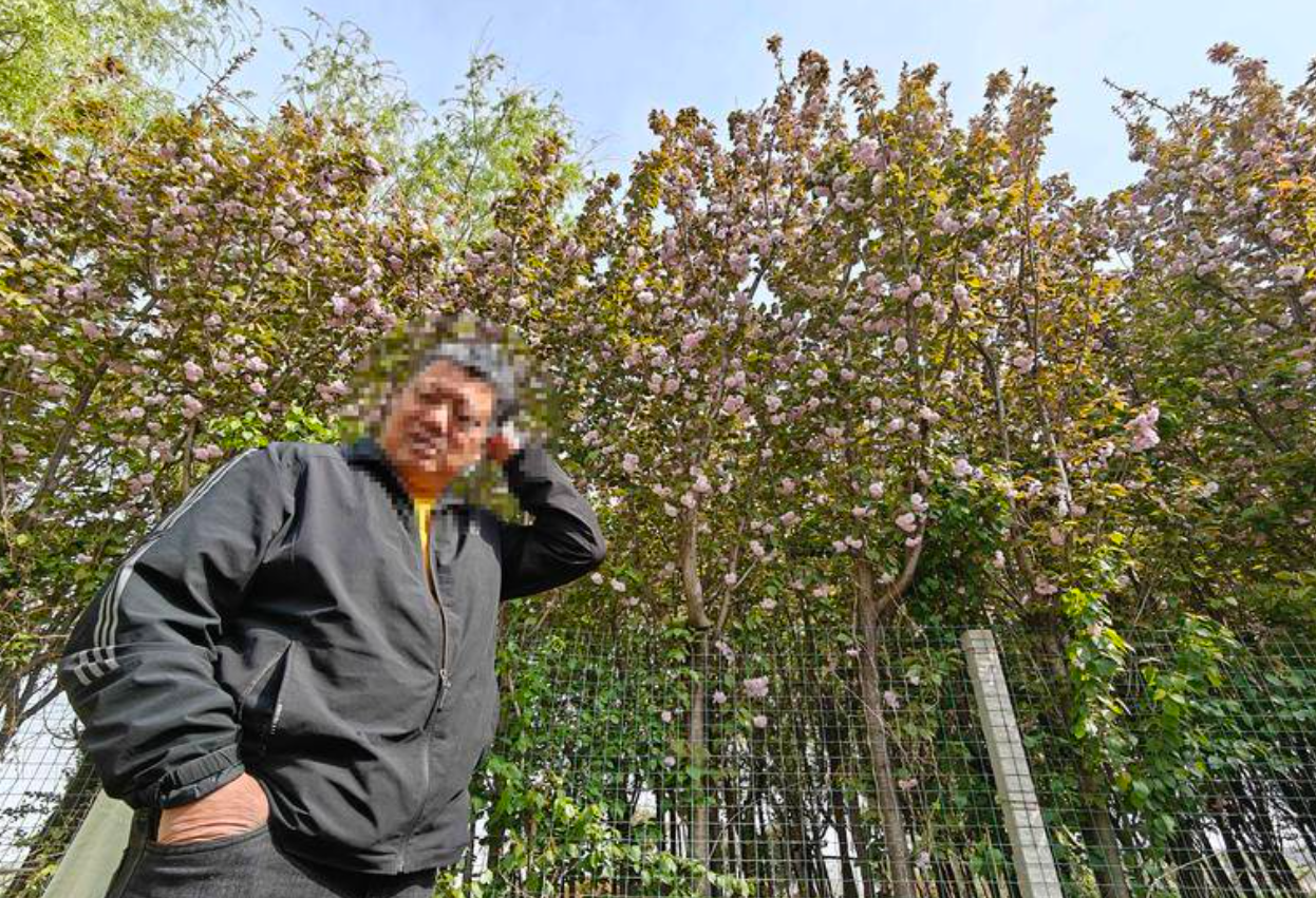 秦岭脚下这片樱花林成打卡地 村民栽植10多年苦于无销路