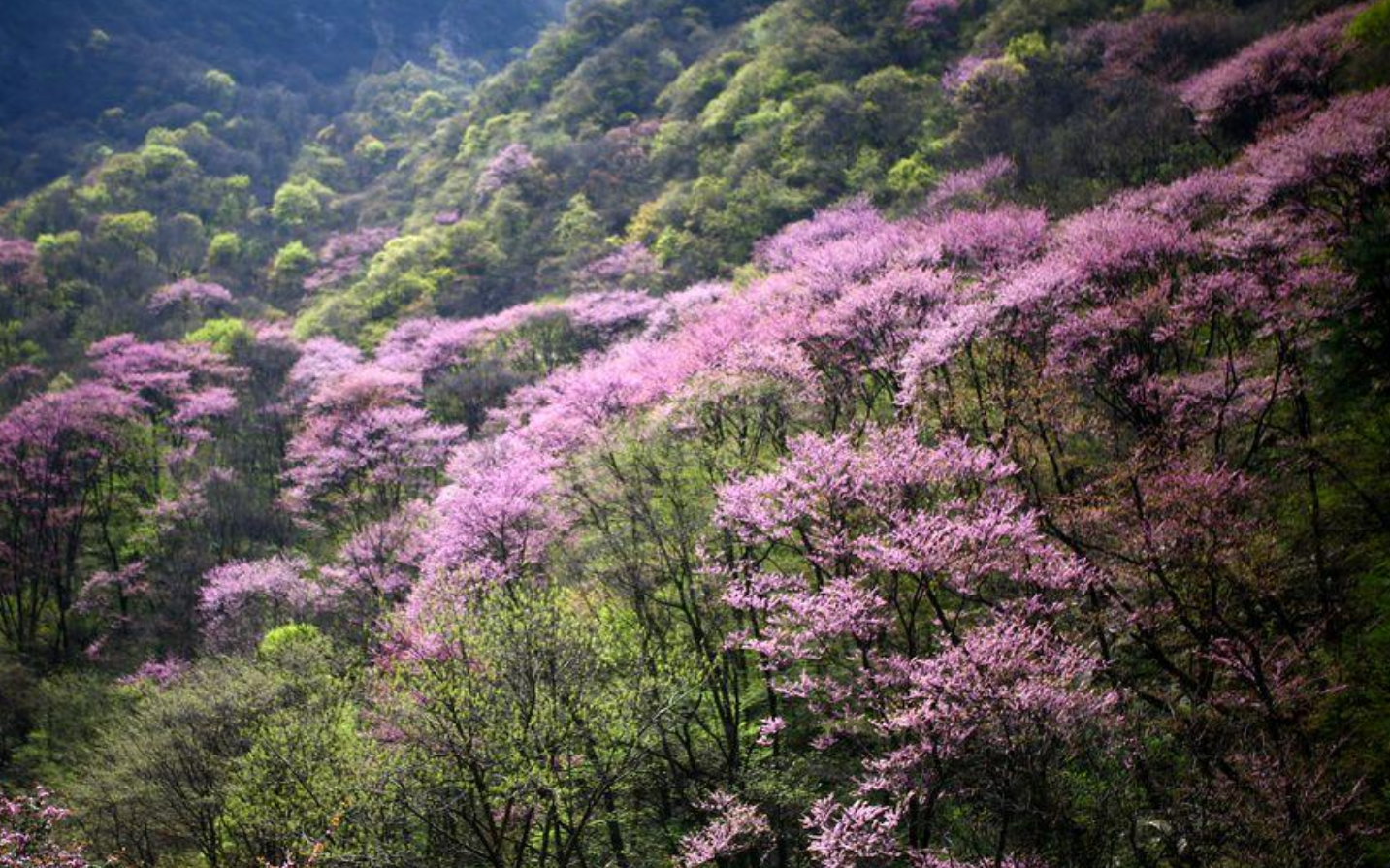 “春日限定”的“紫色浪漫”！秦岭万亩紫荆花盛开