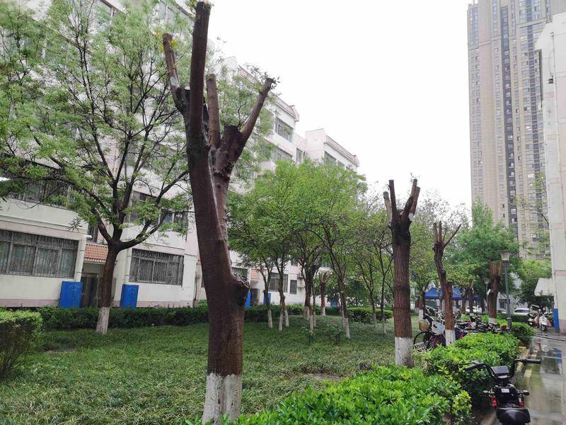 西安兴隆园小区“参天大树”被修剪成“电线杆” 物业：为了树木更好生长 