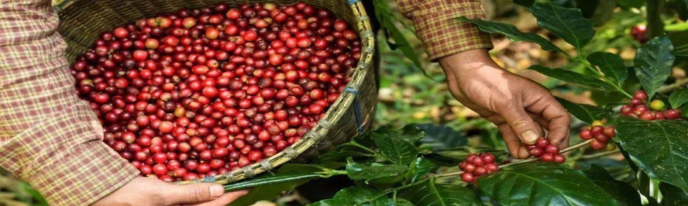 云南普洱咖啡豆走出“国际范”