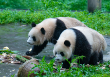 重庆动物园通报保育员被熊猫扑倒：保育员未受伤害 两只熊猫也未受影响