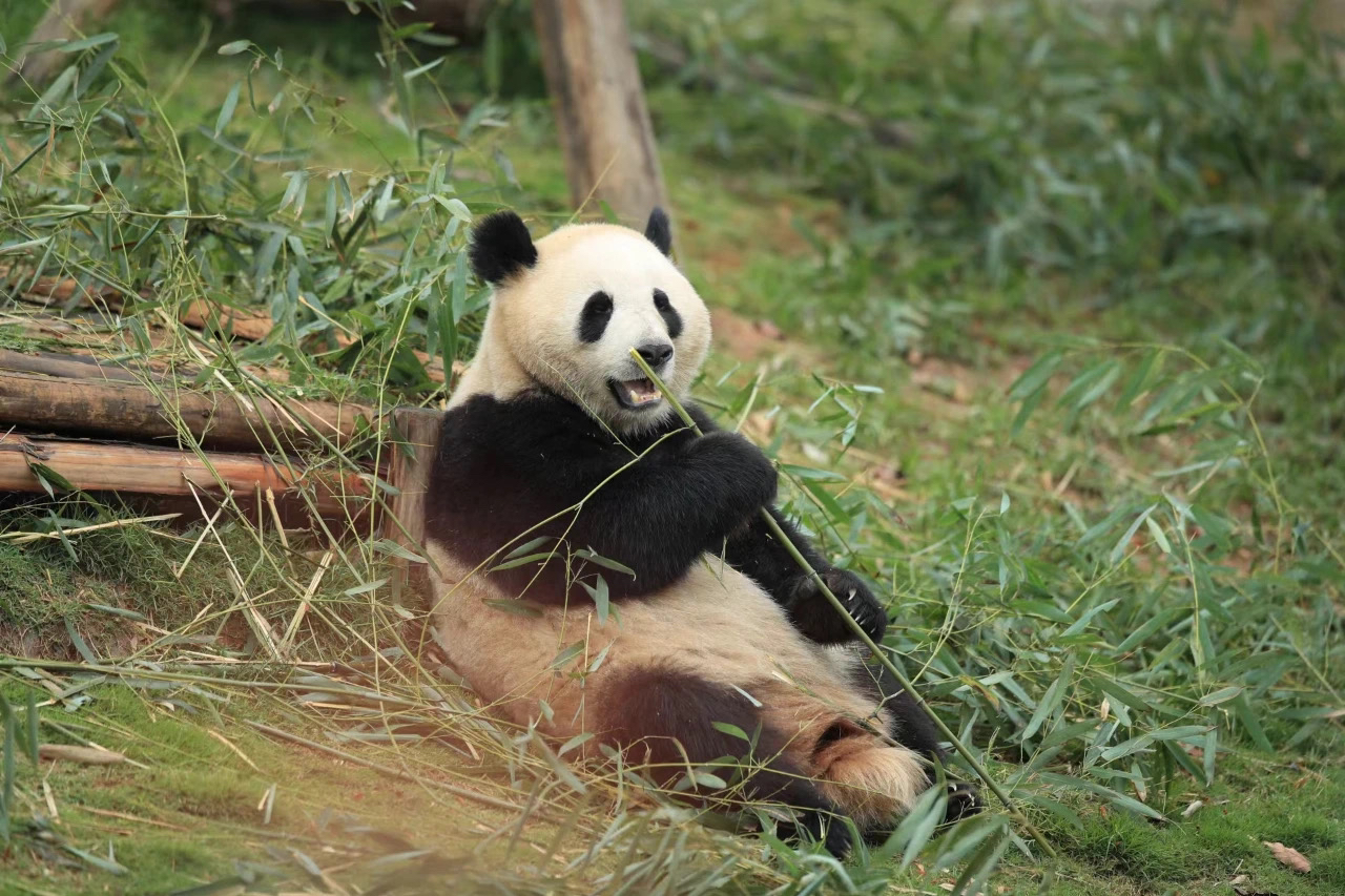 出发啦！大熊猫“金喜”“茱萸”启程赴西班牙