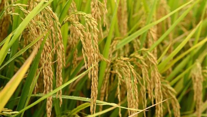 间谍窃取我国杂交水稻种子 后果有多严重？
