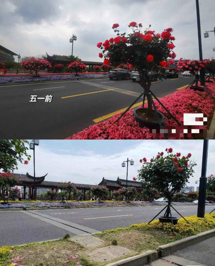 人民桥附近隔离带花卉五一前后对比。/网络图