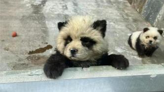 泰州动物园“熊猫犬”引争议 回应：特地引进 引进时已染色