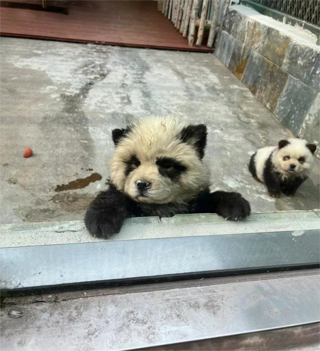 泰州动物园熊猫犬引争议 回应:特地引进 引进时已染色
