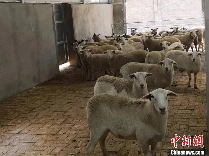 图为来到“新家”的澳大利亚种羊。(西安海关供图)