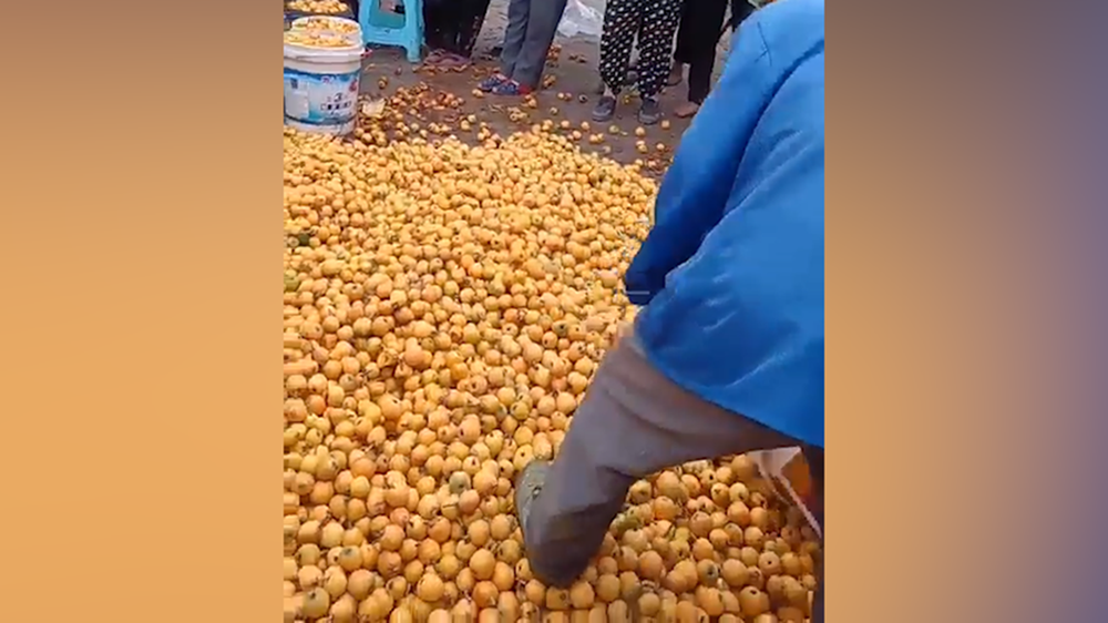 重庆合川回应"果农踩碎滞销枇杷":与商贩口角后负气行为 不存在滞销