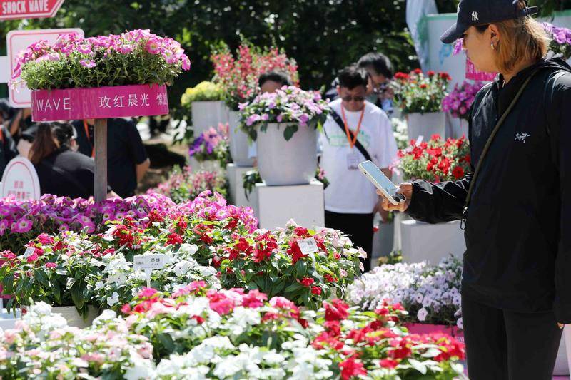 繁花盛会、6个全球首发！新优花卉品种集中在西安植物园展示