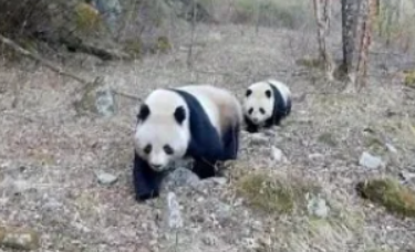 “妈，你等等我！”秦岭连续拍到大熊猫遛娃“名场面”
