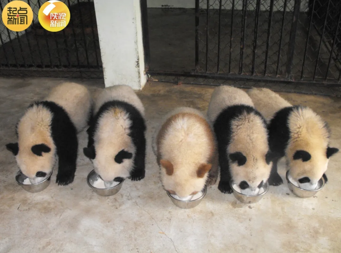 棕色大熊猫七仔又有熊猫可以拍彩色照片啦!