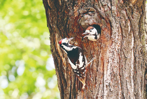 啄木鸟飞到兴庆宫公园"安家" 看鸟爸鸟妈如何"育娃"